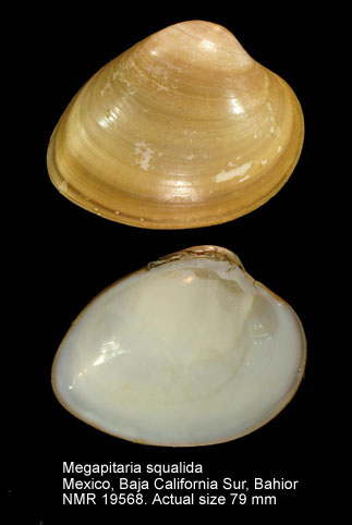 Megapitaria squalida.jpg - Megapitaria squalida(G.B.Sowerby,1835)